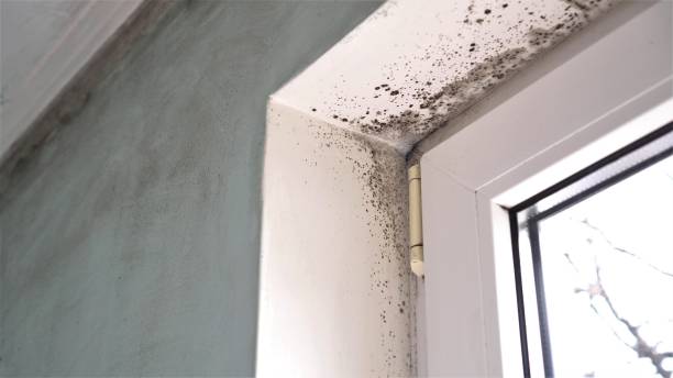 Best Same-Day Mold Removal  in Meridian Village, CO