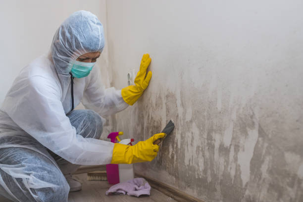 Best Black Mold Removal  in Meridian Village, CO