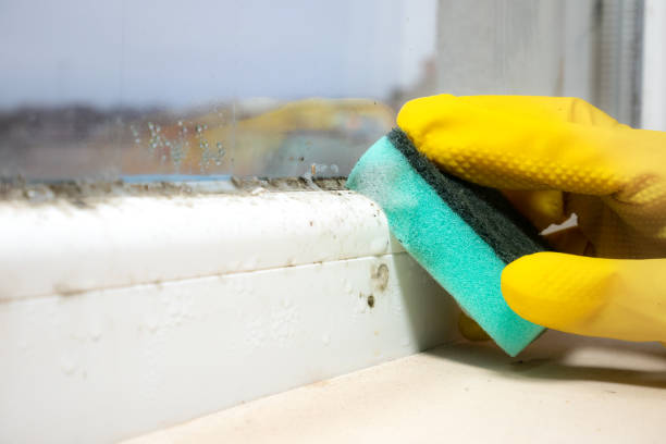 Office Mold Removal Services in Meridian Village, CO