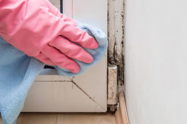 Best Affordable Mold Removal  in Meridian Village, CO